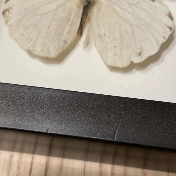 Real Taxidermy Butterfly Specimen Desk Wall Decoration Nature Great Orange Tip - Picture 4 of 7